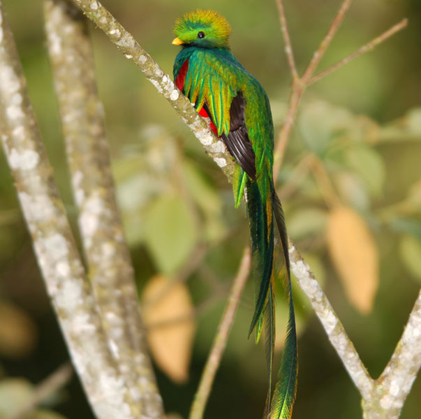 male_quetzal